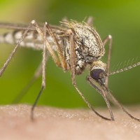 getty_12816_mosquitocloseup