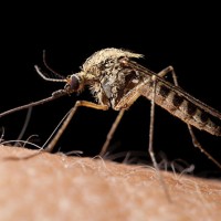 getty_030816_mosquito