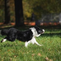 getty_042816_sheepdog