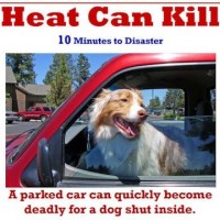 dogs-in-hot-cars-jpg