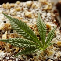 marijuana-edible