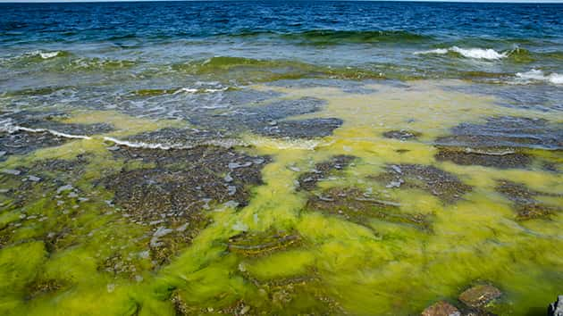 Harmful Algae Bloom Found in Tenmile Lake | MyCentralOregon.com ...