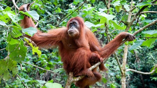 Orangutan on the Loose at Busch Gardens in Tampa | MyCentralOregon.com ...