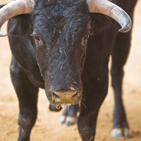 getty_071016_bullfight