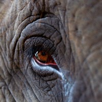 getty_81216_pygmyelephant