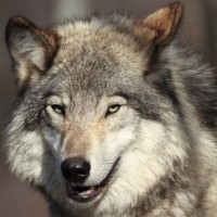 getty_082416_graywolf