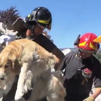 ht_italy_quake_dog_rescue_3_jt_160902_12x5_1600