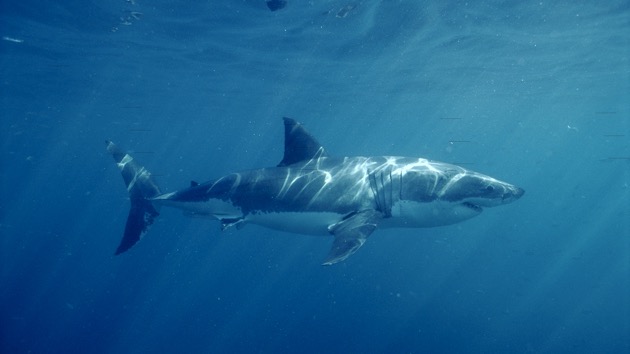 Spearfisher Captures Great White Shark Attack on Camera ...