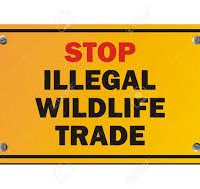 wildlife-trade