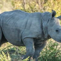 getty_101816_babyrhino