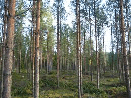 Learn About Forest Management Planning - Vimarsana News