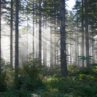 111716_thinkstock_forest