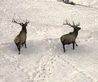 elk-in-winter