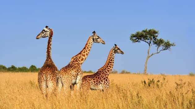 Giraffes in Danger of Becoming Extinct in the Wild, Study Finds ...