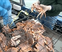 crabbing-2