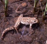 spotted-frog