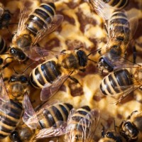 getty_022417_bees