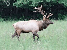 Hunters Should Sample Elk, Deer For Disease - Vimarsana News