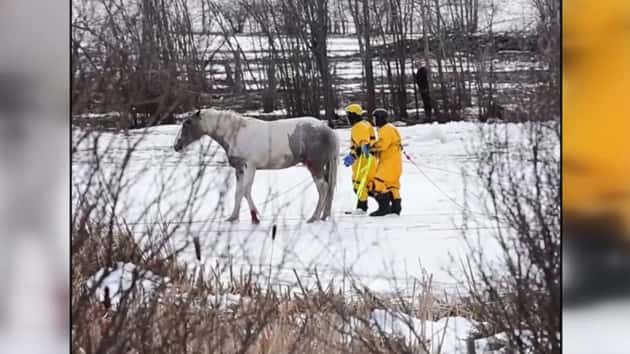 Dramatic ice rescue of 5 horses caught on video | MyCentralOregon.com ...