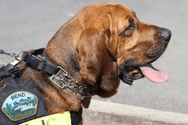Dog Control Board Members Sought - Vimarsana News