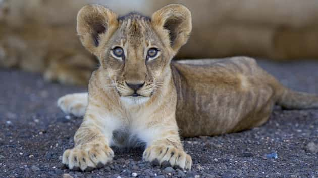 Lions, clouded leopards face same threats as extinct Ice Age relatives ...