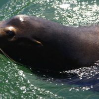 getty_052417_sealion