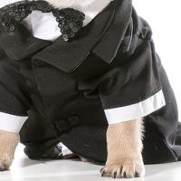 thinkstock_060917_dogwedding