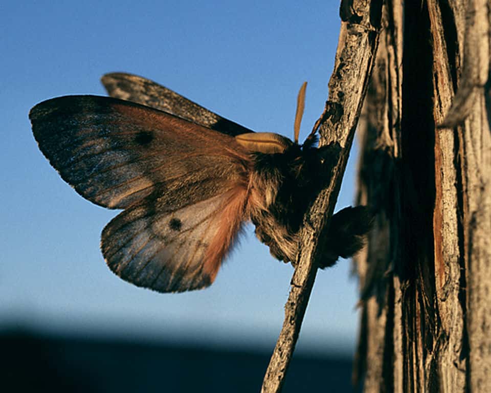 Pandora Moths Are Back In Central Oregon