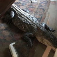 alligator-ht-as-170901_12x5_992