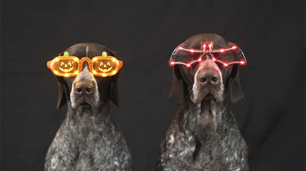Howl-O-Ween Pet Costume Contest - Vimarsana News