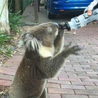 koala-drinking-water1-ht-mem-180125_4x3_992