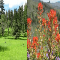 ochoco-forest