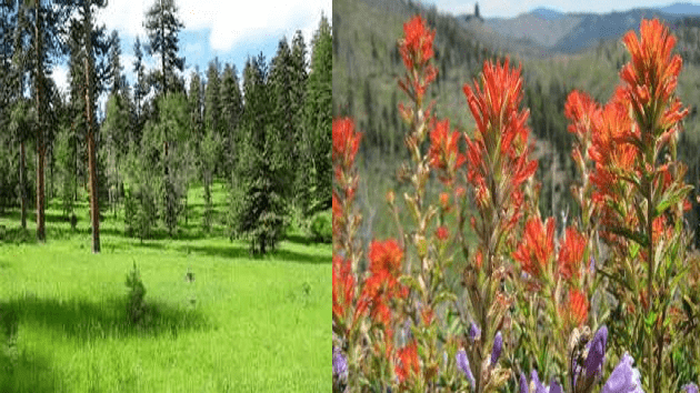Horse Death Investigated On Ochoco Forest - Vimarsana News