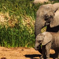 istock_011619_tusklesselephants