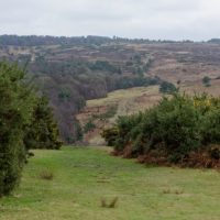 istock_42919_ashdownforest