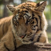 istock_050619_extinctionreport