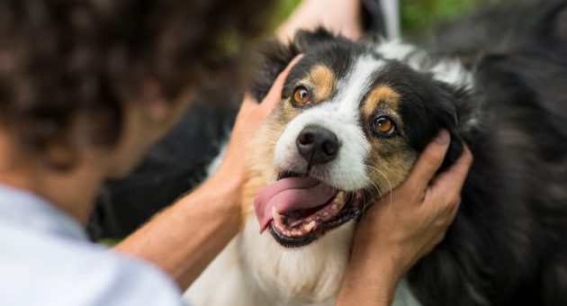 istock_61819_doghuman