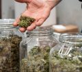 istock_070119_marijuana