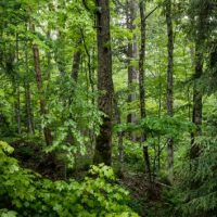istock_71619_foresttrees