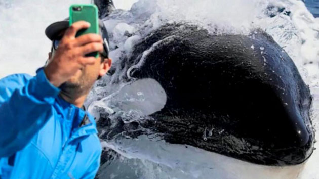 Playful Orca whale pops up next to fishermen, 'splashed the whole side ...