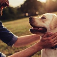 istock_082619_dogsmentalhealth