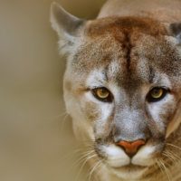 istock_91119_mountainlion