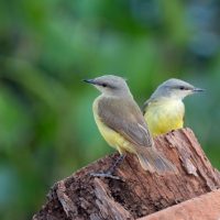 istock_091919_birds