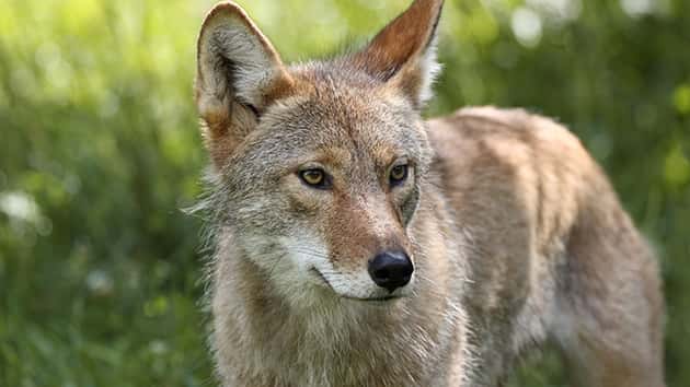 ODFW To End Coyote Killing Contests - Vimarsana News