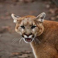 istock_093019_cougar