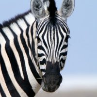 istock_10319_zebra