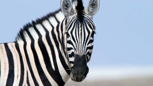 Runaway circus zebra shot dead on major motorway in Germany, police say ...