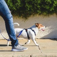 istock_100919_petownership