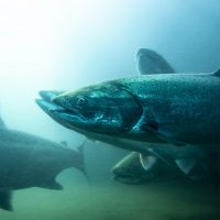 istock_100919_salmon