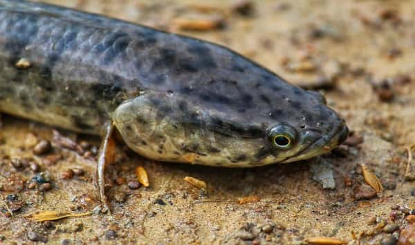 Northern snakehead fish, invasive species that can survive on land ...